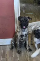 Biggie, a male Boston Terrier and Pug for sale in Russellville, KY – 1 of 3