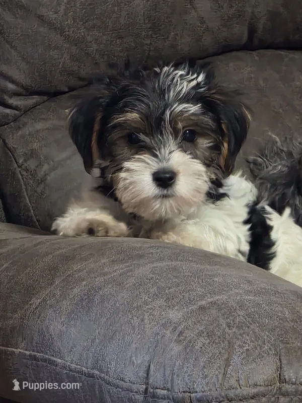 Daisy ( toy size) – Yorkshire Terrier, Morkie puppy for sale in Russellville, KY