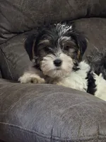 Daisy ( toy size), a female Yorkshire Terrier and Morkie for sale in Russellville, KY – 1 of 7