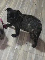Tank, a male Boston Terrier and Bugg for sale in Russellville, KY – 6 of 10