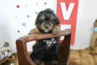 Loui, a male Poodle - Miniature  for sale in Russellville, KY – 4 of 6