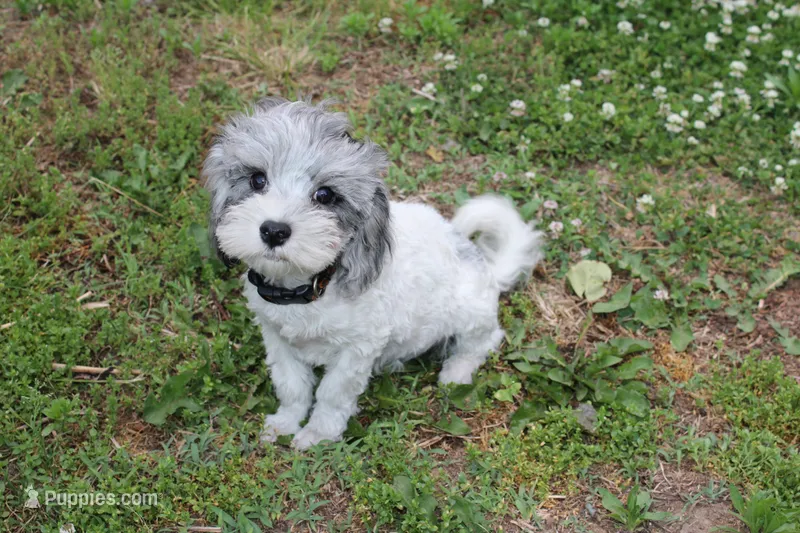 Romeo (blue Merle parti) – Maltipoo, Maltese puppy for sale in Russellville, KY