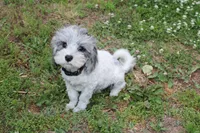 Romeo (blue Merle parti), a male Maltipoo and Maltese for sale in Russellville, KY – 2 of 5
