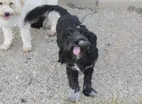 Stella, a female Cockapoo and Cocker Spaniel for sale in Russellville, KY – 9 of 9
