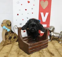 Coal, a male Shihpoo and Shih Tzu for sale in Russellville, KY – 3 of 4