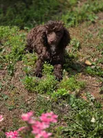 Poodandy, a male Poodle - Toy  for sale in Russellville, KY – 3 of 6