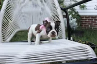 Dottie, a female Boston Terrier for sale in Russellville, KY – 4 of 5
