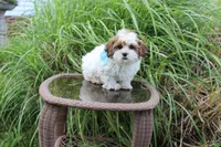 Cuddles, a male Shih Tzu and Shorkie for sale in Russellville, KY – 5 of 10