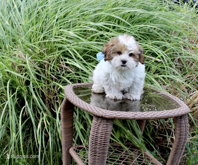 Cuddles, a male Shih Tzu and Shorkie for sale in Russellville, KY – 1 of 10