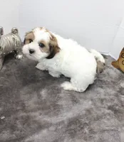 Snuggles, a male Shih Tzu and Shorkie for sale in Russellville, KY – Photo 6 of 7