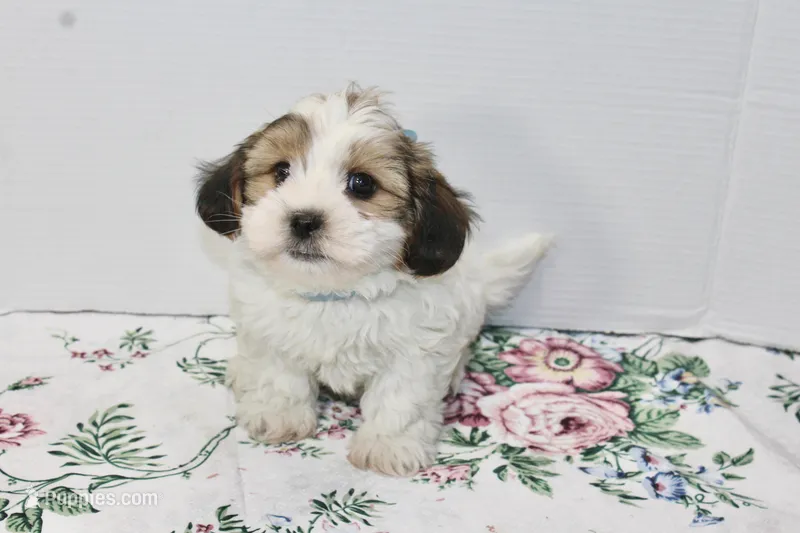 Snuggles – Shih Tzu, Yorkshire Terrier puppy for sale in Russellville, KY