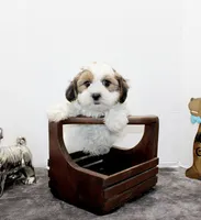 Snuggles, a male Shih Tzu and Shorkie for sale in Russellville, KY – Photo 5 of 7