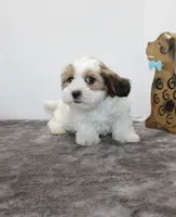 Snuggles, a male Shih Tzu and Shorkie for sale in Russellville, KY – Photo 3 of 7