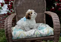 Cuddles, a male Shih Tzu and Shorkie for sale in Russellville, KY – 4 of 10