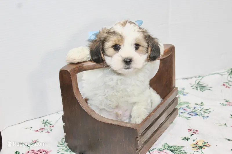 Snuggles – Shih Tzu, Yorkshire Terrier puppy for sale in Russellville, KY