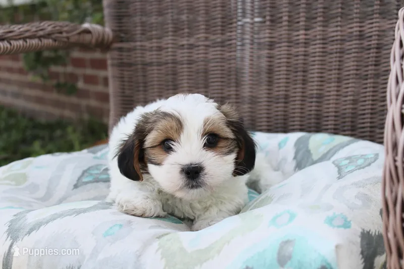 Snuggles – Shih Tzu, Yorkshire Terrier puppy for sale in Russellville, KY