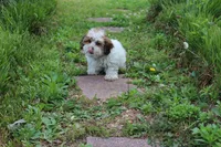 Cuddles, a male Shih Tzu and Shorkie for sale in Russellville, KY – 9 of 10