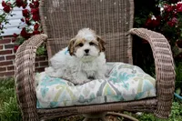 Cuddles, a male Shih Tzu and Shorkie for sale in Russellville, KY – 3 of 10
