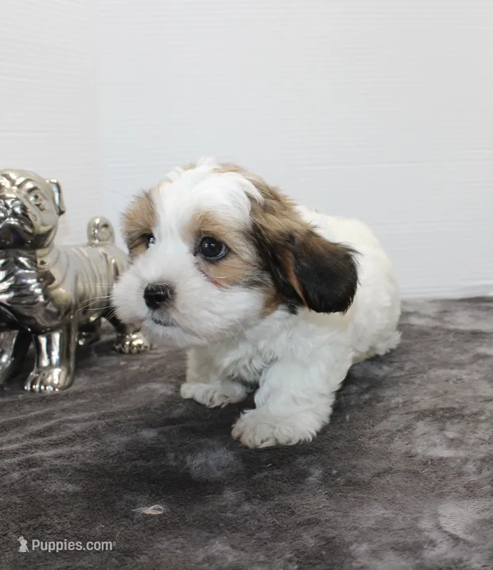 Snuggles – Shih Tzu, Yorkshire Terrier puppy for sale in Russellville, KY