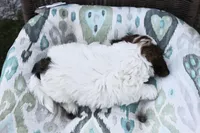 Snuggles, a male Shih Tzu and Yorkshire Terrier for sale in Russellville, KY – Photo 3 of 3