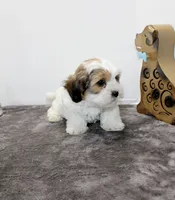 Snuggles, a male Shih Tzu and Shorkie for sale in Russellville, KY – Photo 7 of 7