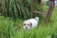 Cuddles, a male Shih Tzu and Shorkie for sale in Russellville, KY – 8 of 10
