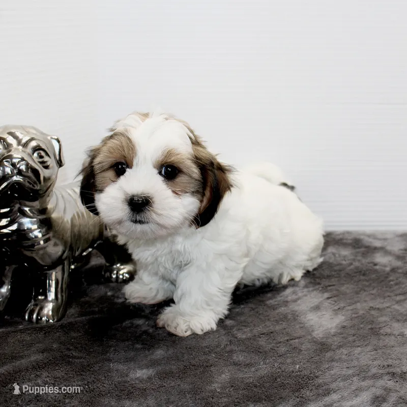 Snuggles – Shih Tzu, Yorkshire Terrier puppy for sale in Russellville, KY