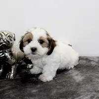 Snuggles, a male Shih Tzu and Shorkie for sale in Russellville, KY – Photo 1 of 7
