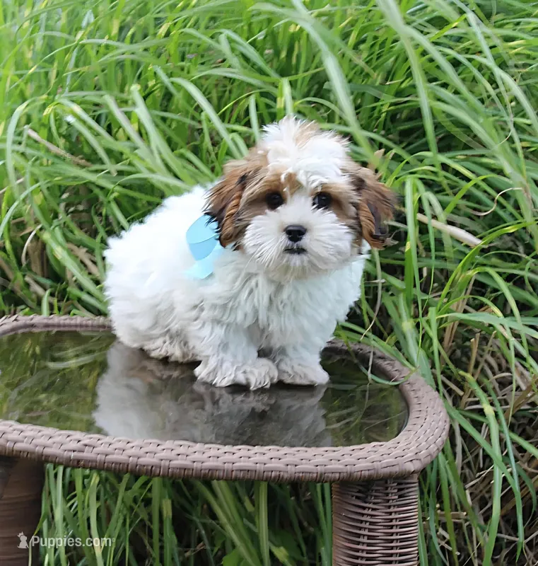Cuddles – Shih Tzu, Shorkie puppy for sale in Russellville, KY