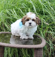 Cuddles, a male Shih Tzu and Yorkshire Terrier for sale in Russellville, KY – 1 of 10
