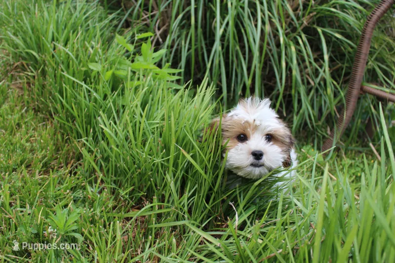 Cuddles – Shih Tzu, Yorkshire Terrier puppy for sale in Russellville, KY