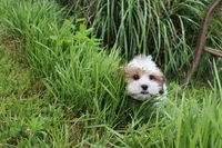 Cuddles, a male Shih Tzu and Shorkie for sale in Russellville, KY – 7 of 10