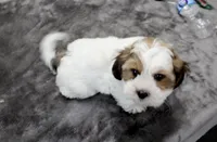 Snuggles, a male Shih Tzu and Shorkie for sale in Russellville, KY – Photo 4 of 7