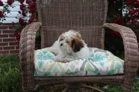 Cuddles, a male Shih Tzu and Shorkie for sale in Russellville, KY – 6 of 10