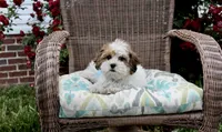 Cuddles, a male Shih Tzu and Shorkie for sale in Russellville, KY – 2 of 10