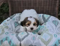 Snuggles, a male Shih Tzu and Yorkshire Terrier for sale in Russellville, KY – Photo 2 of 3