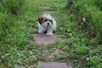 Cuddles, a male Shih Tzu and Shorkie for sale in Russellville, KY – 10 of 10