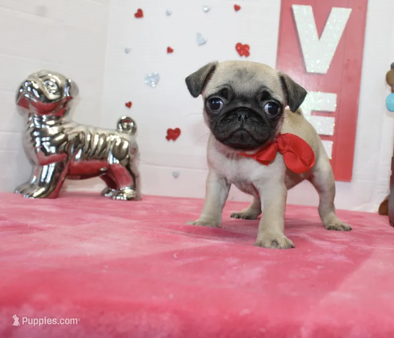 Polly, a male Pug for sale in Russellville, KY – Photo 1 of 7