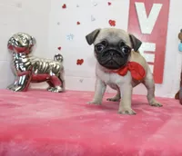 Polly, a male Pug for sale in Russellville, KY – Photo 1 of 7