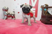 Polly, a male Pug for sale in Russellville, KY – Photo 6 of 7