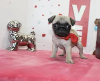 Polly, a male Pug for sale in Russellville, KY – Photo 2 of 7