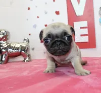 Polly, a male Pug for sale in Russellville, KY – Photo 3 of 7