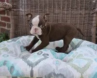 Bam Bam, a female Boston Terrier for sale in Russellville, KY – Photo 3 of 6