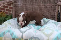 Bam Bam, a female Boston Terrier for sale in Russellville, KY – Photo 6 of 6