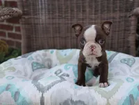 Bam Bam, a female Boston Terrier for sale in Russellville, KY – Photo 1 of 6
