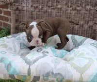 Bam Bam, a female Boston Terrier for sale in Russellville, KY – Photo 2 of 6