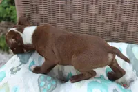 Bam Bam, a female Boston Terrier for sale in Russellville, KY – Photo 5 of 6