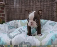 Bam Bam, a female Boston Terrier for sale in Russellville, KY – Photo 4 of 6