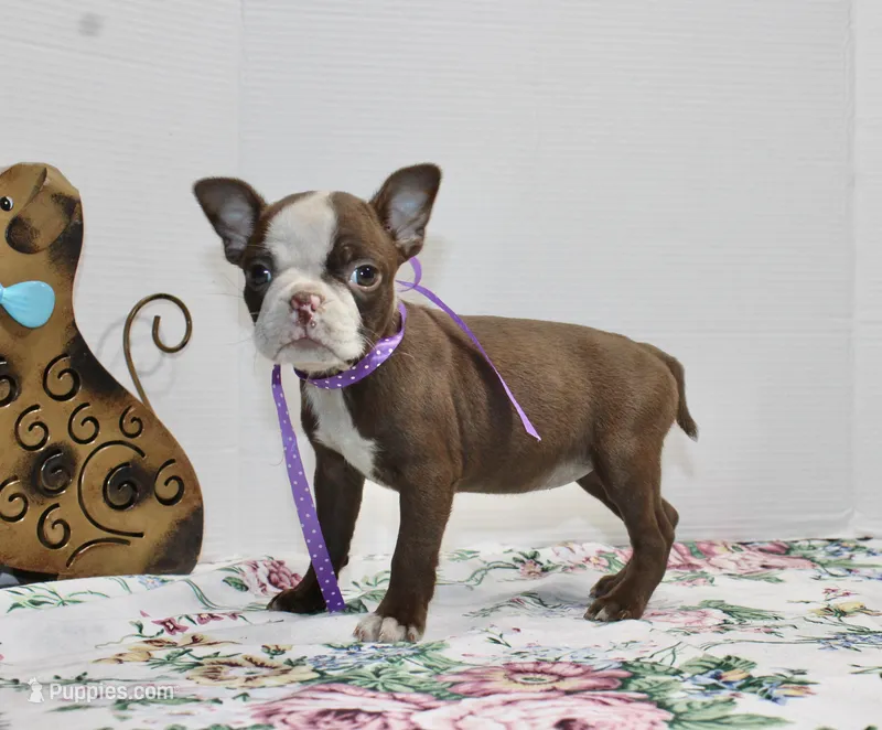 Bam Bam – Boston Terrier puppy for sale in Russellville, KY