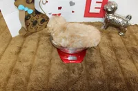Goldie, a female Shihpoo and Shih Tzu for sale in Russellville, KY – 5 of 5